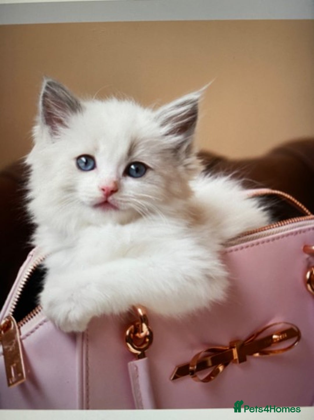 Ragdoll cats for stud: Beautiful blue lynx for stud in Bristol - Advert 2