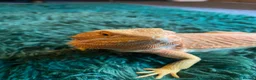 Bearded Dragon reptiles for sale: Bearded dragon  - Advert 1