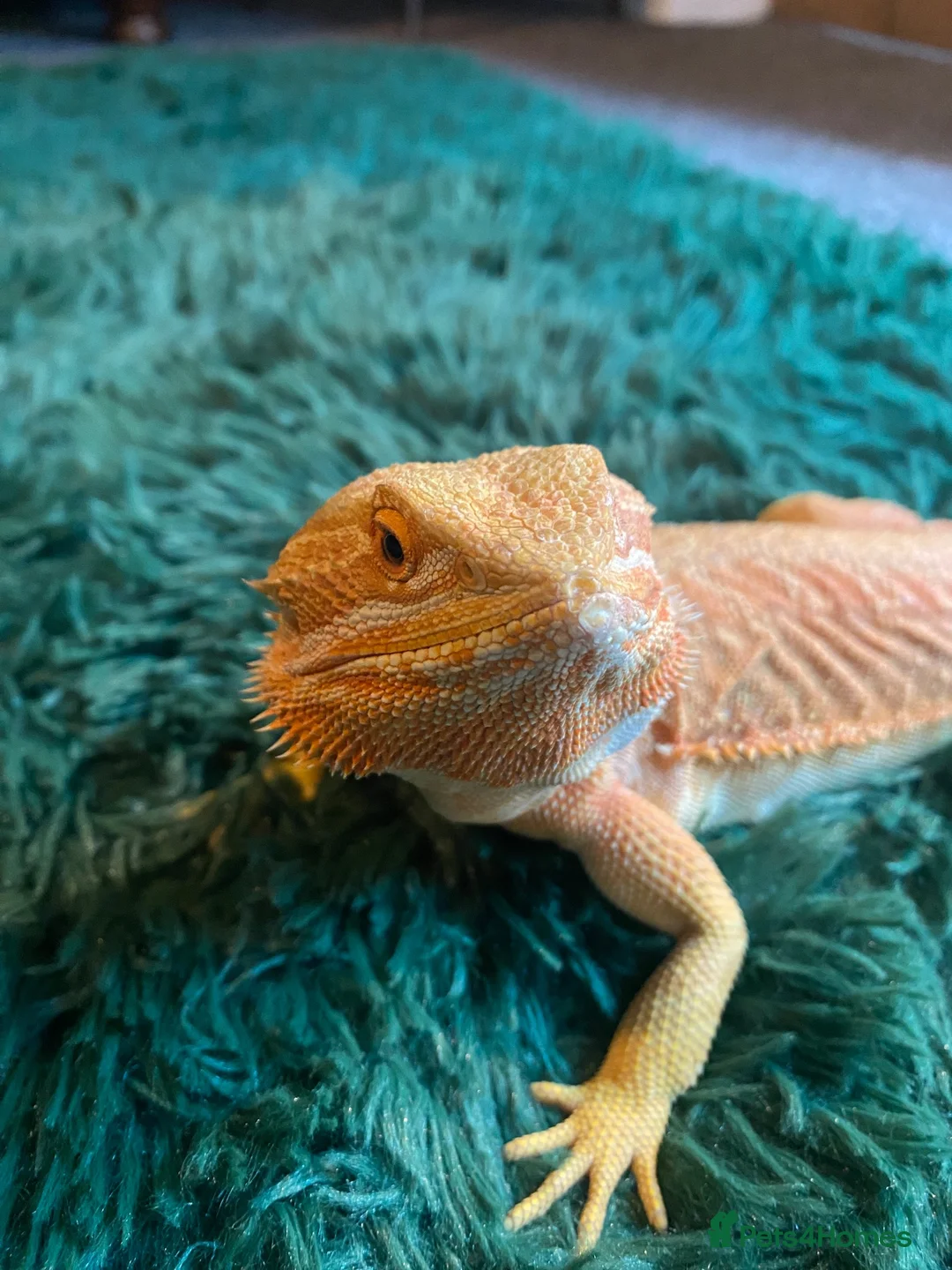 Bearded Dragon reptiles for sale: Bearded dragon  - Advert 1