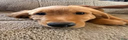 Golden Retriever dogs for sale: Ready for their new homes - Advert 12