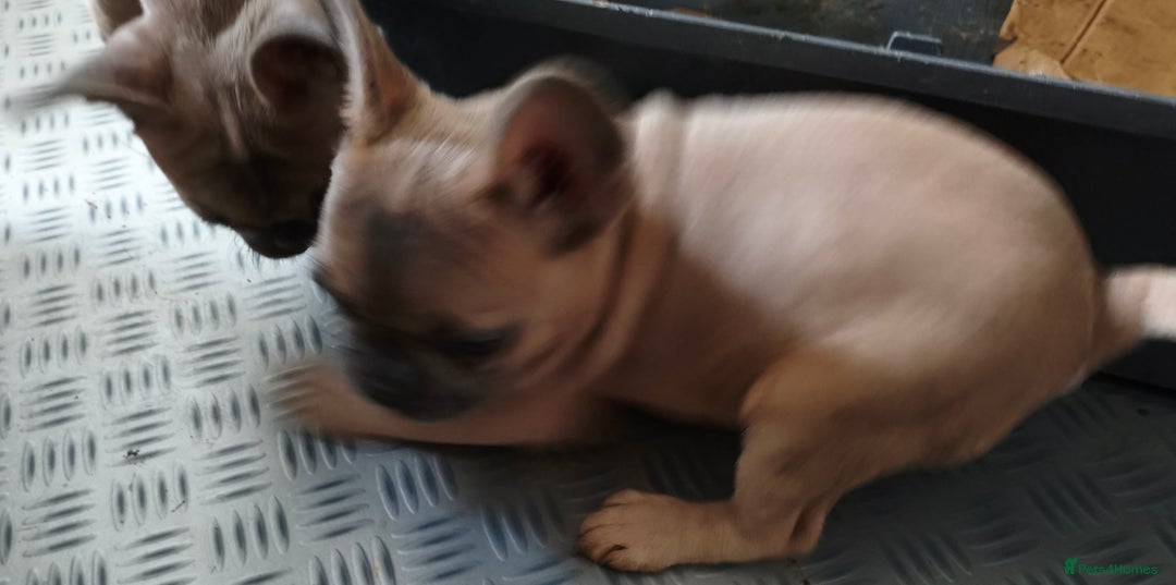 French Bulldog dogs for sale: French Bulldog Puppies looking for their home  - Advert 7