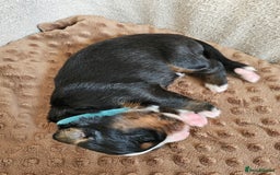 Bernese Mountain Dog dogs for sale: Gorgeous Bernese Mountain Dog Puppies Ready Soon - Image 3