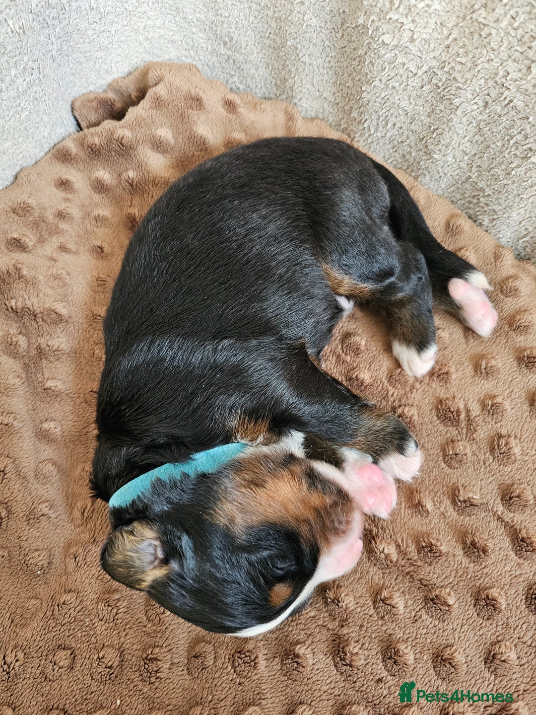 Bernese Mountain Dog dogs for sale: Gorgeous Bernese Mountain Dog Puppies Ready Soon - Image 3