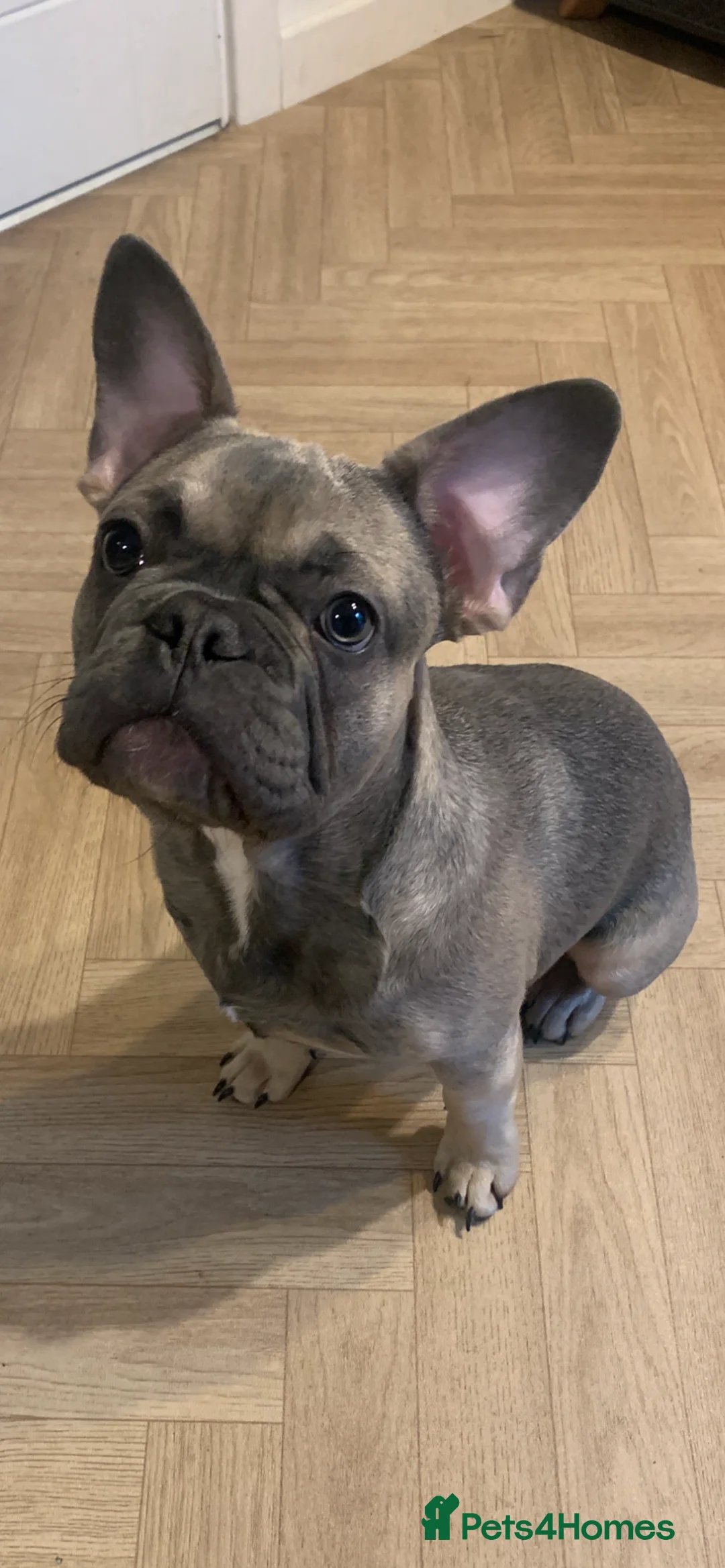 French Bulldog dogs for sale: Frenchie puppy male - Advert 2