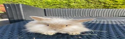 Angora rabbits for sale: Mixed, angora and a Teddywidder £70 - Advert 5
