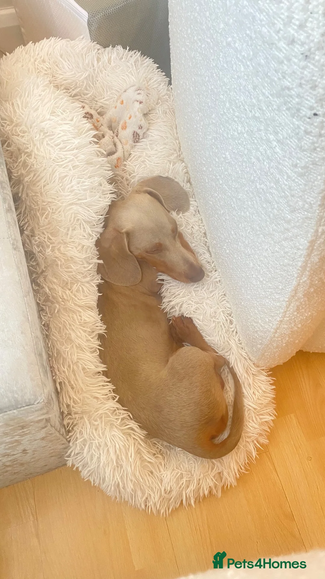 Miniature Dachshund dogs for sale: Loving home needed for KC Miniature Daschund in London - Advert 4