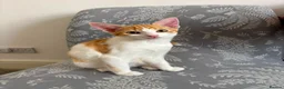 Mixed Breed cats for sale: Ginger Kitten litter in Manchester - Advert 18