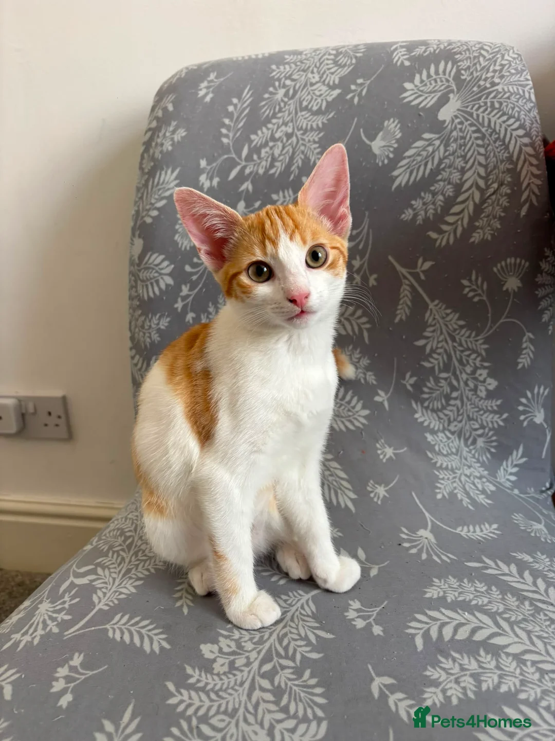 Mixed Breed cats for sale: Ginger Kitten litter in Manchester - Advert 18