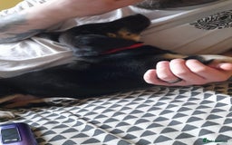 Mixed Breed dogs for sale: Dusky - Advert 12