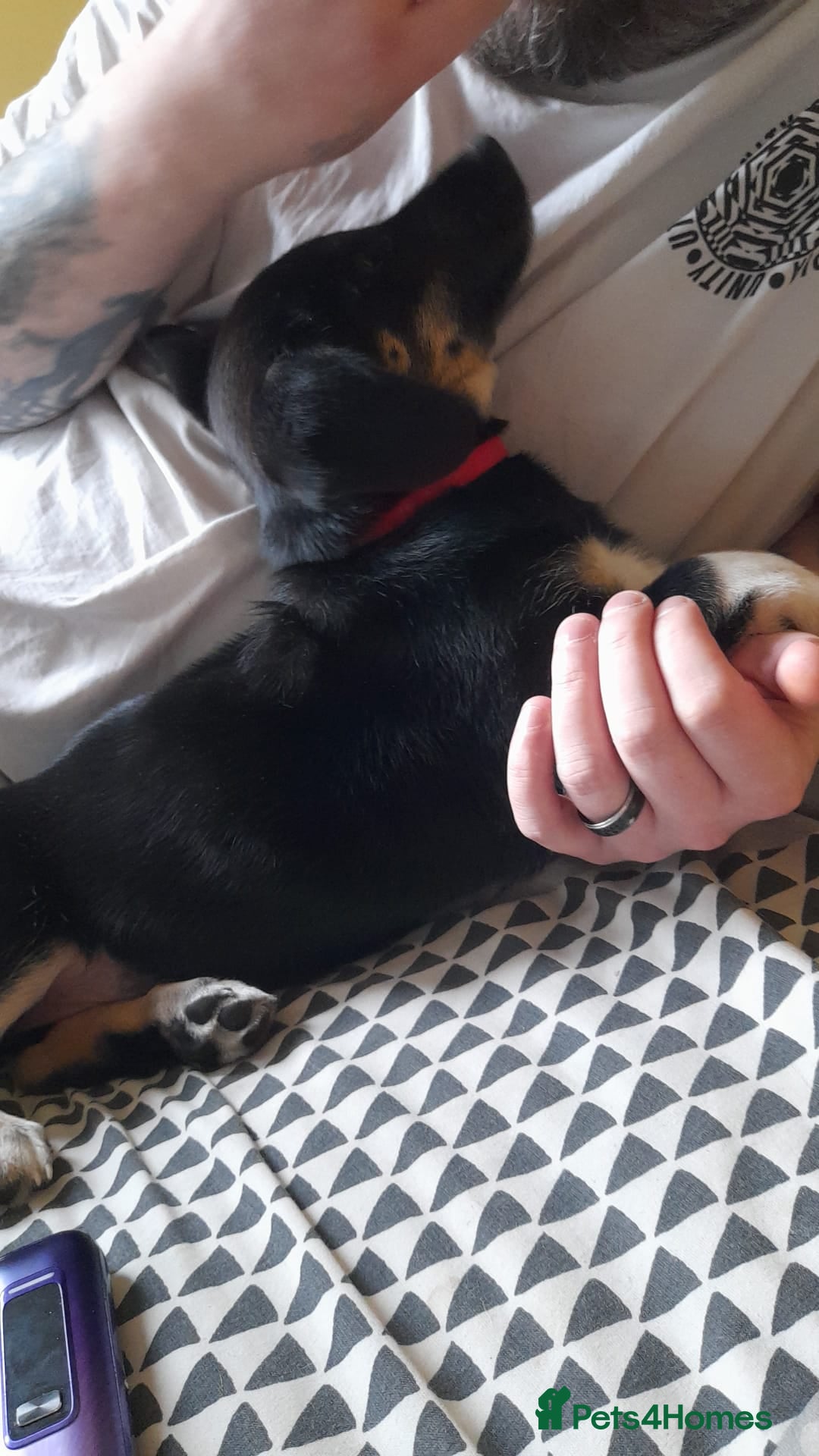 Mixed Breed dogs for sale: Dusky - Advert 12