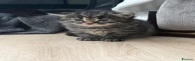 Maine Coon Kitten 2