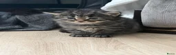 Maine Coon cats for sale: Main coon kittens - Advert 6