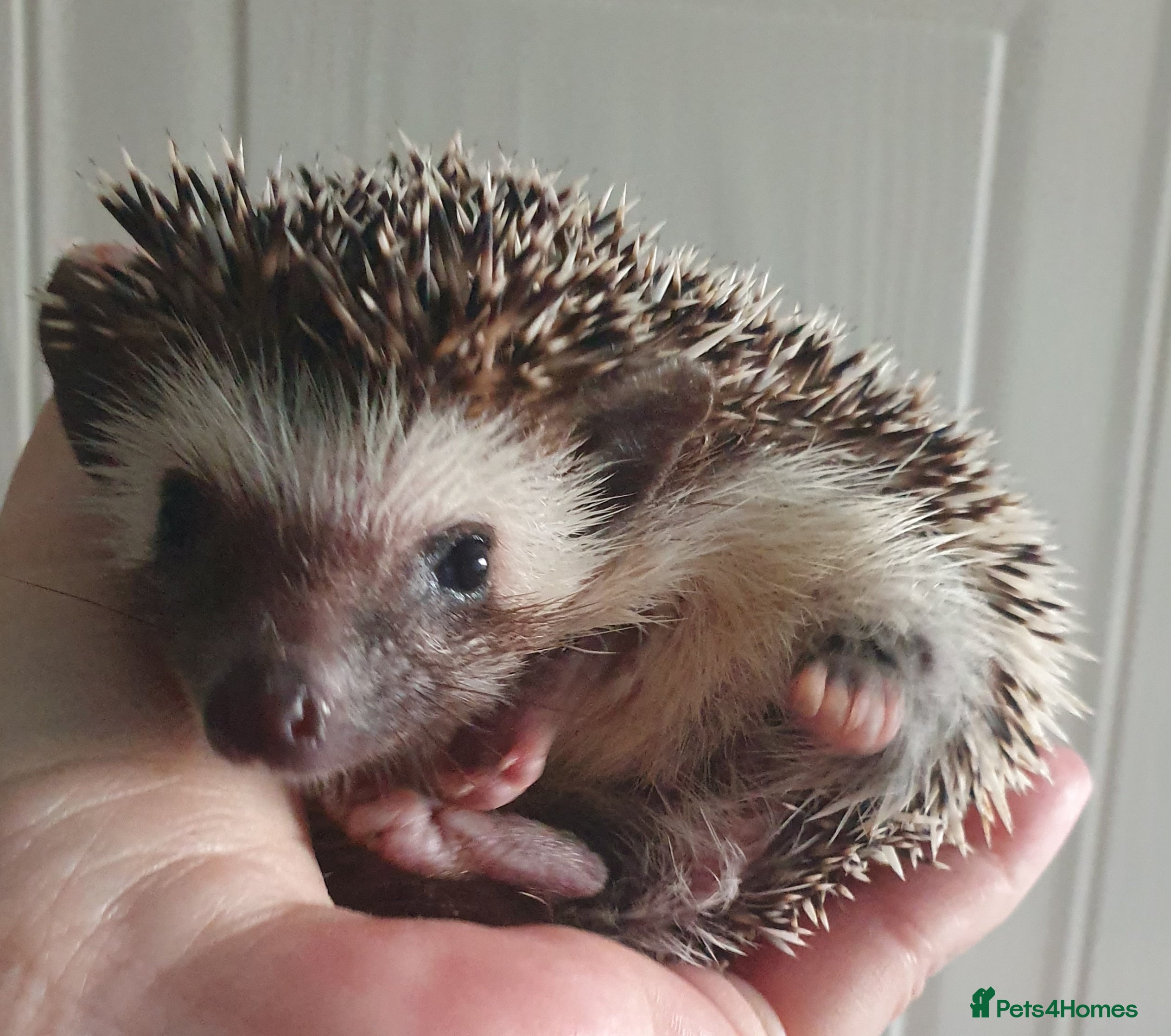 Pygmy Hedgehog rodents  Full pedigree Baby African pygmy hedgehogs  - Advert 5