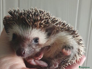 Pygmy Hedgehog rodents Full pedigree Baby African pygmy hedgehogs - Advert 4