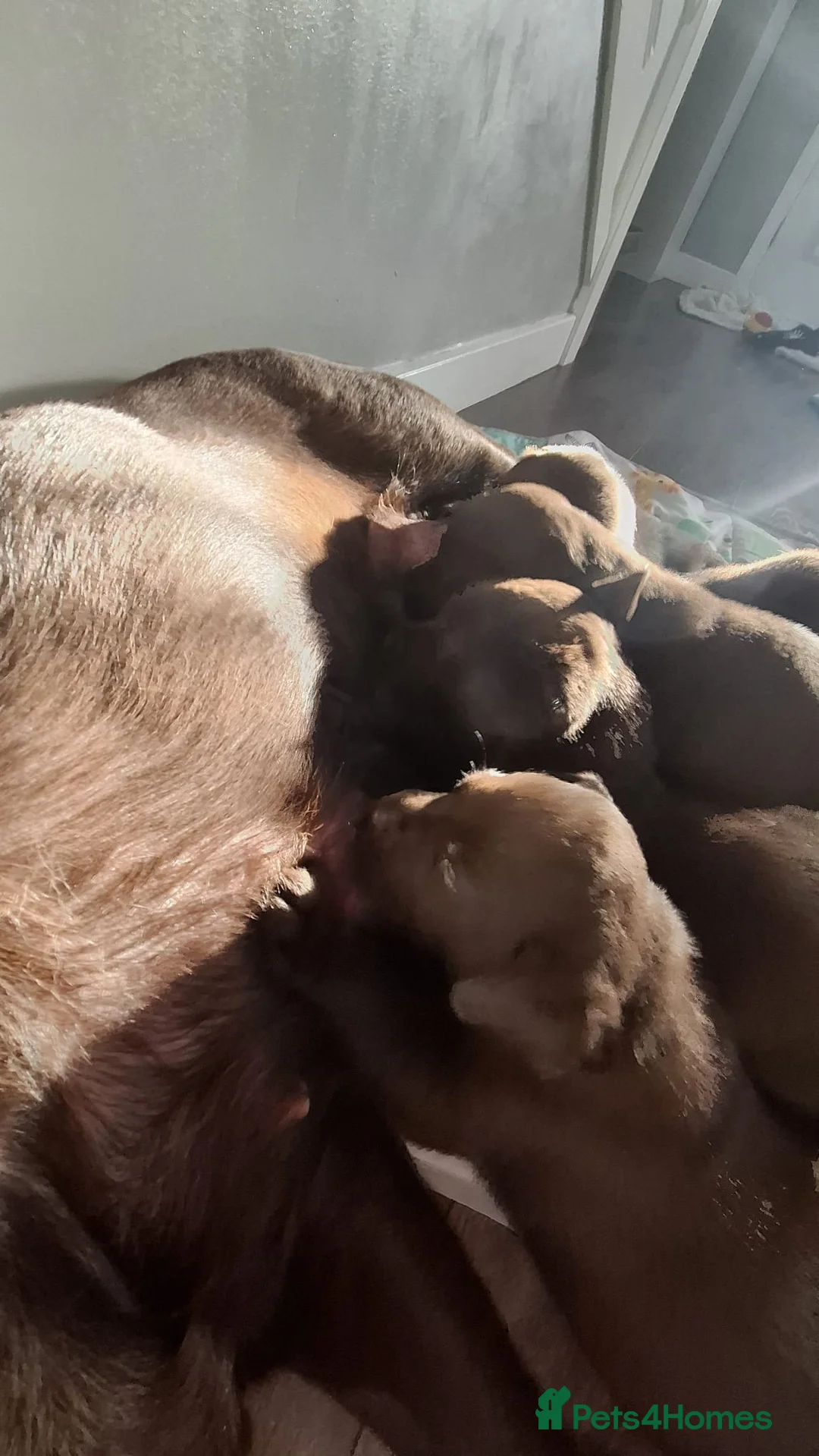 Labrador Retriever dogs for sale: Chocolate Labrador Retriever Puppies-Family Raised - Advert 22