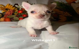 Chihuahua dogs for sale: Tiny chihuahua puppies  - Image 14