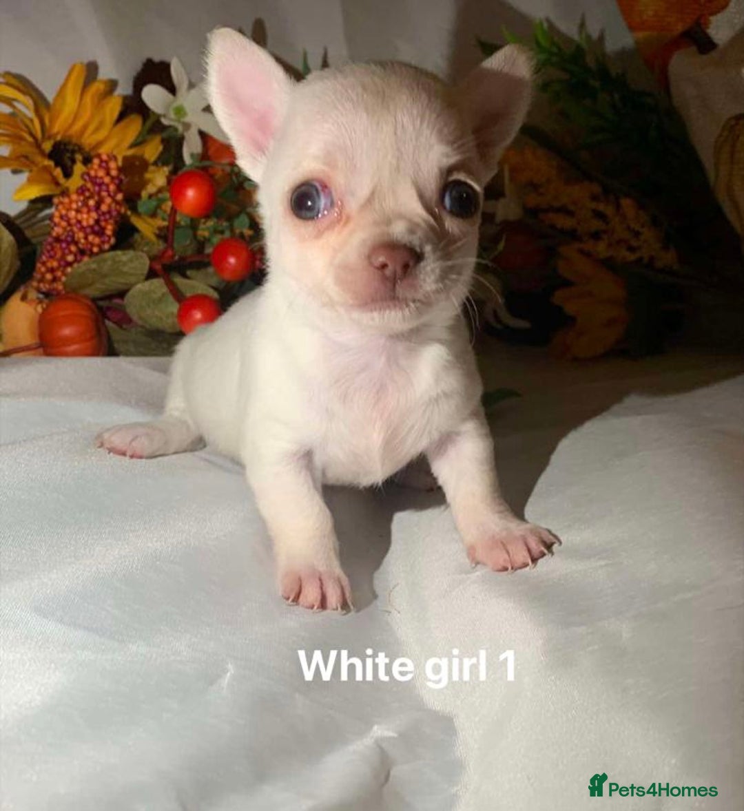 Chihuahua dogs for sale: Tiny chihuahua puppies  - Image 14