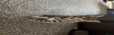 Egyptian Mau 4
