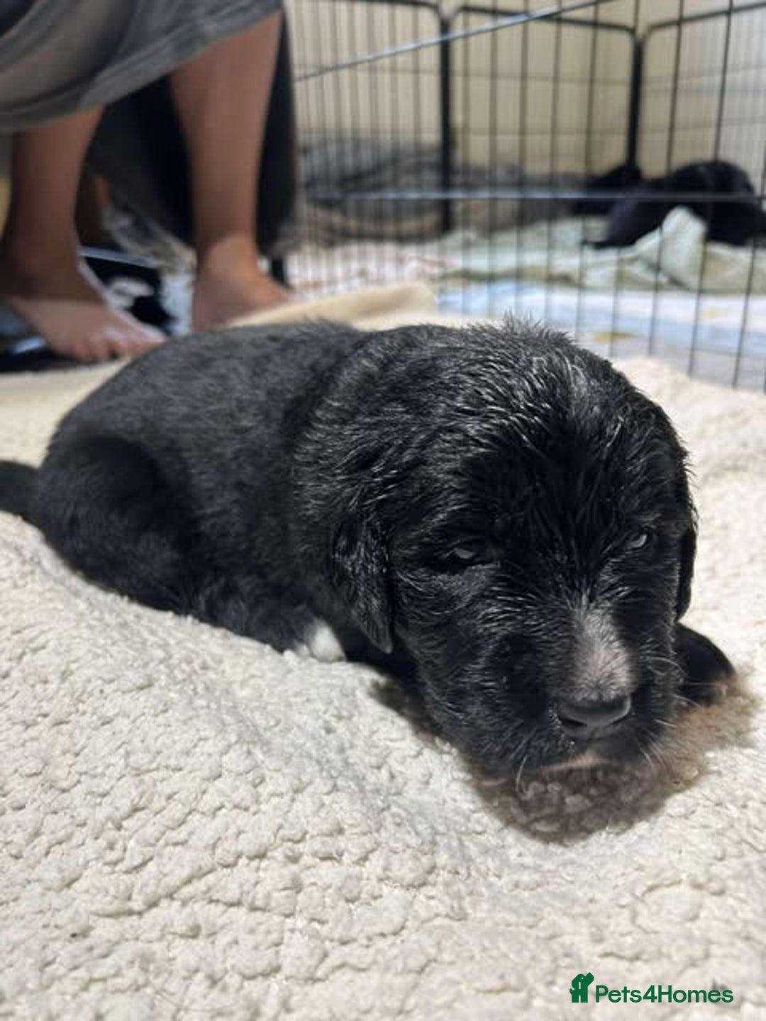 Mixed Breed dogs for sale: Golden Mountain Dog Pups - Advert 15