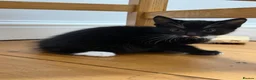 Mixed Breed cats for sale: 1 Boy and 1 Girl in Burnley - Advert 7