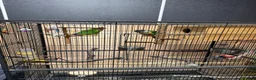 Parrots birds for sale: Green Cheek Conures - Advert 4