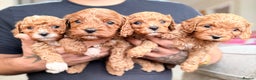 Cavapoo dogs for sale: Premium Teddy F1bb Toy Cavapoos - Advert 3
