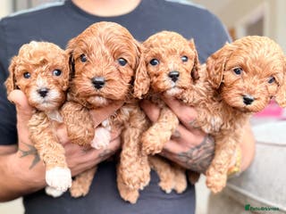 Cavapoo dogs Premium Teddy F1bb Toy Cavapoos - Advert 5