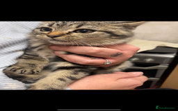 Mixed Breed cats for sale: Beautiful rag doll cross kittens - Image 2