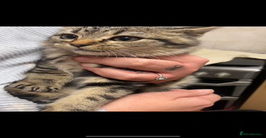 Mixed Breed cats - Advert 13