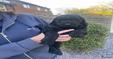 Labradoodle dogs Multigenrational labradoodle ready to leave  - Advert 2