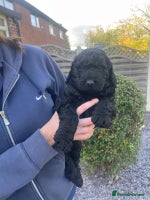 Labradoodle dogs Multigenrational labradoodle ready to leave - Advert 3