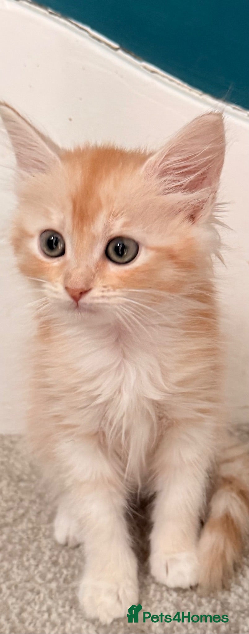 Siberian cats New imported lines Siberian kittens - Advert 1