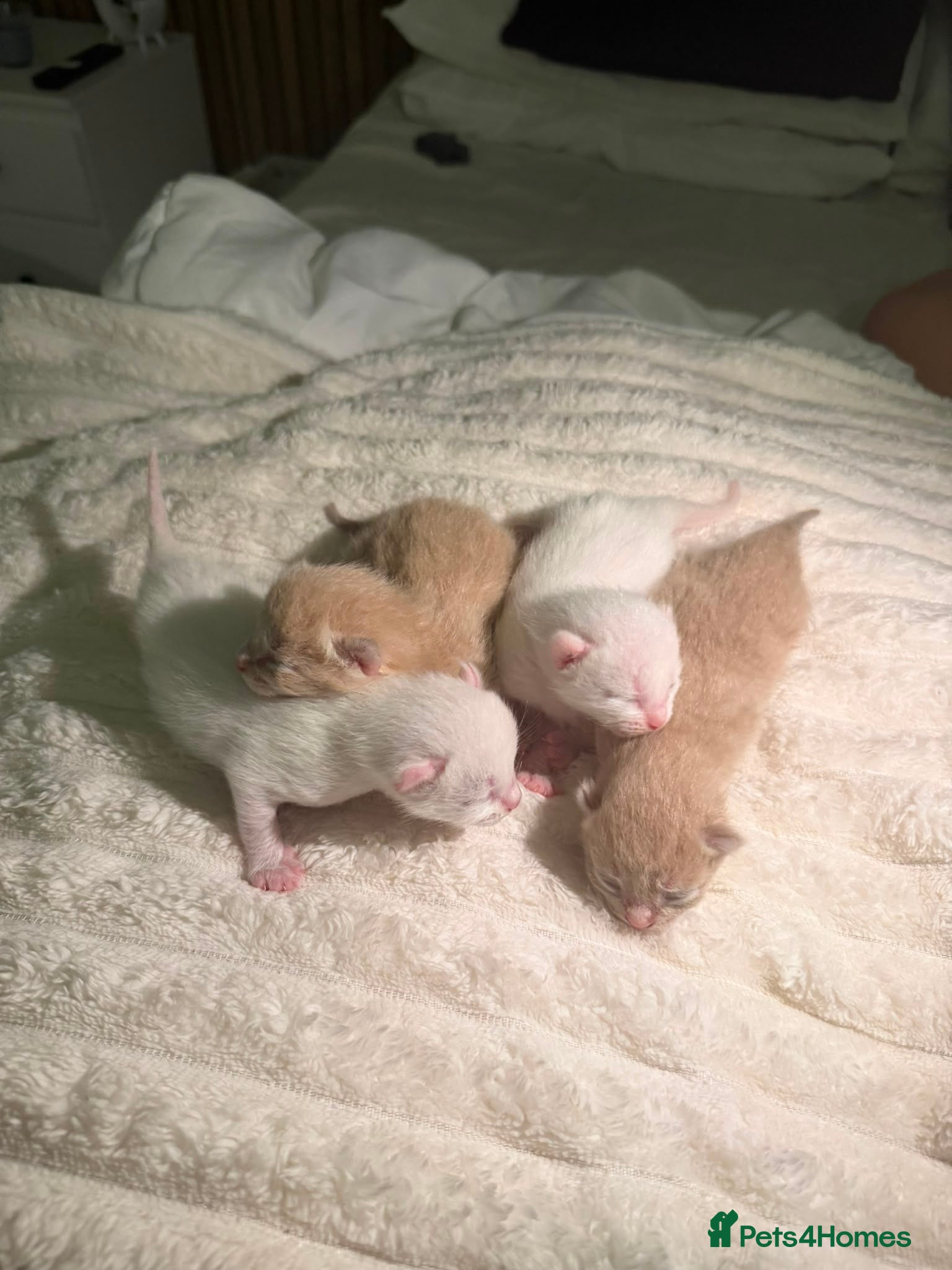 Mixed Breed cats Kittens  - Advert 11