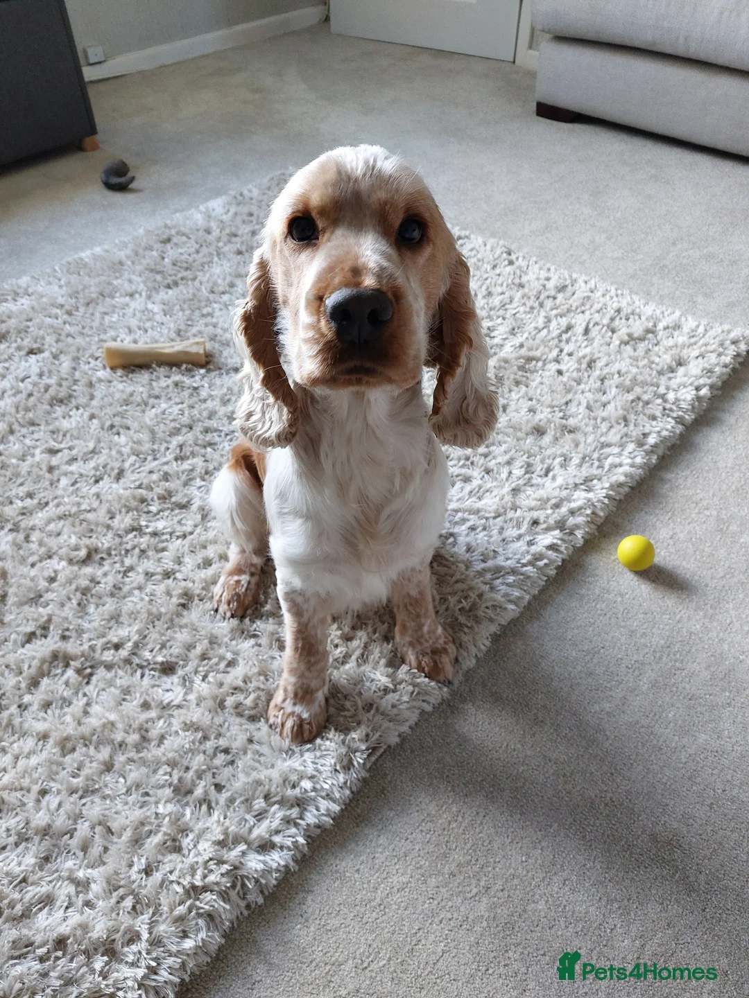 Cocker Spaniel dogs for stud: Orange Roan Show Cocker - Advert 11