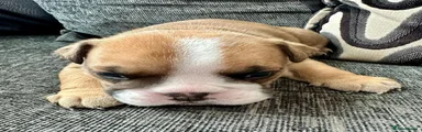 English Bulldog 2
