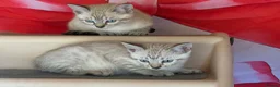 Bengal cats for sale: Blue eyed snow bengals  - Advert 6