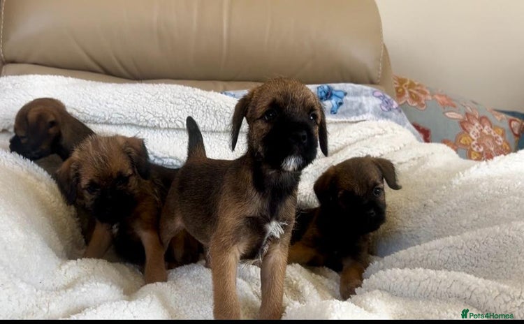 Border Terrier dogs - Advert 12