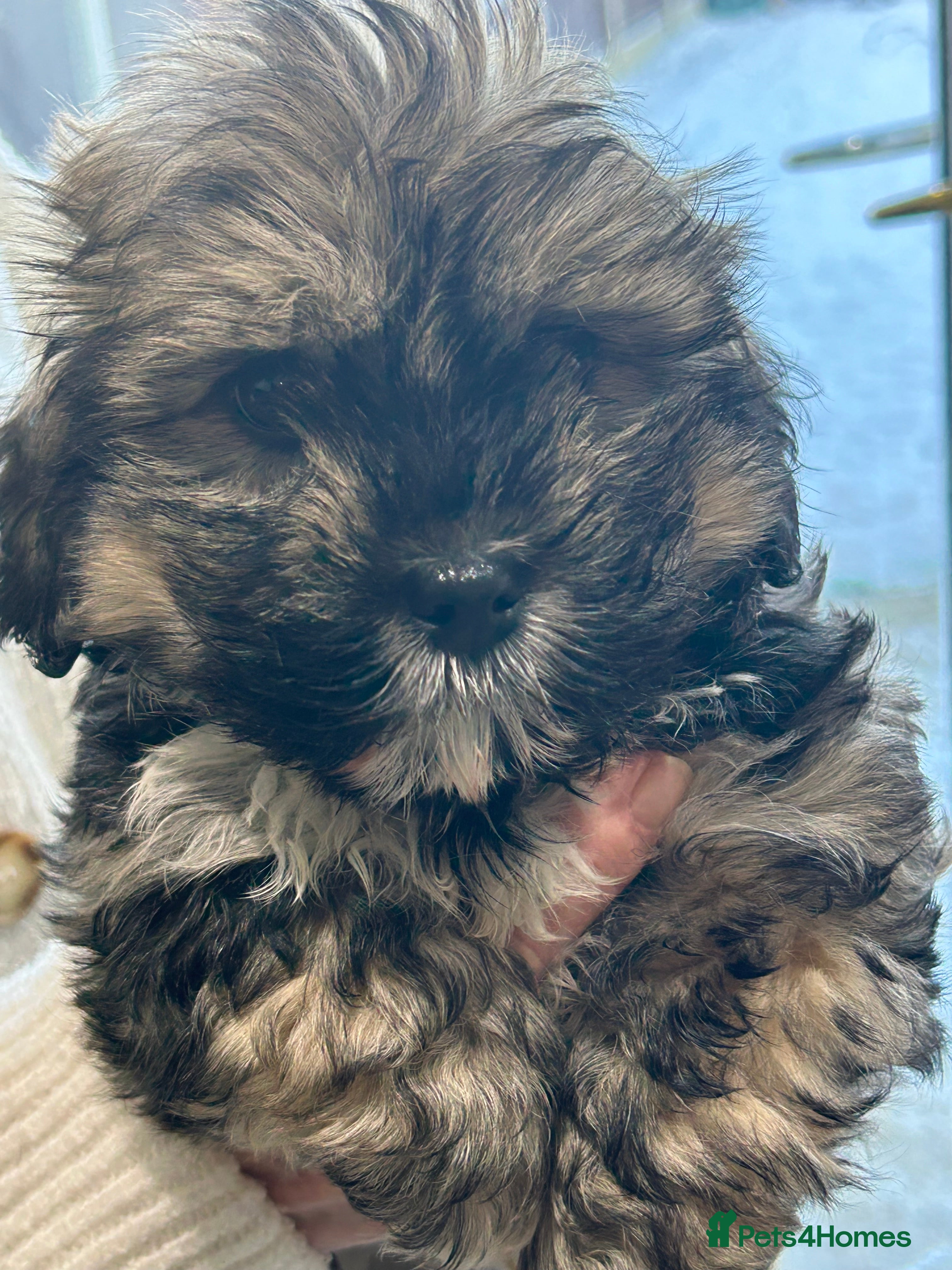 Havanese dogs KC Registered Havanese Puppies  - Advert 2