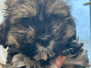 Havanese dogs KC Registered Havanese Puppies - Advert 2