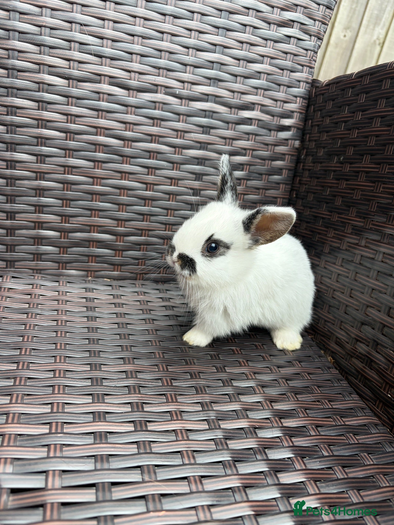 Mixed Breed rabbits 5x MINI LION LOP BUNNIES READY SEPTEMBER  - Advert 13