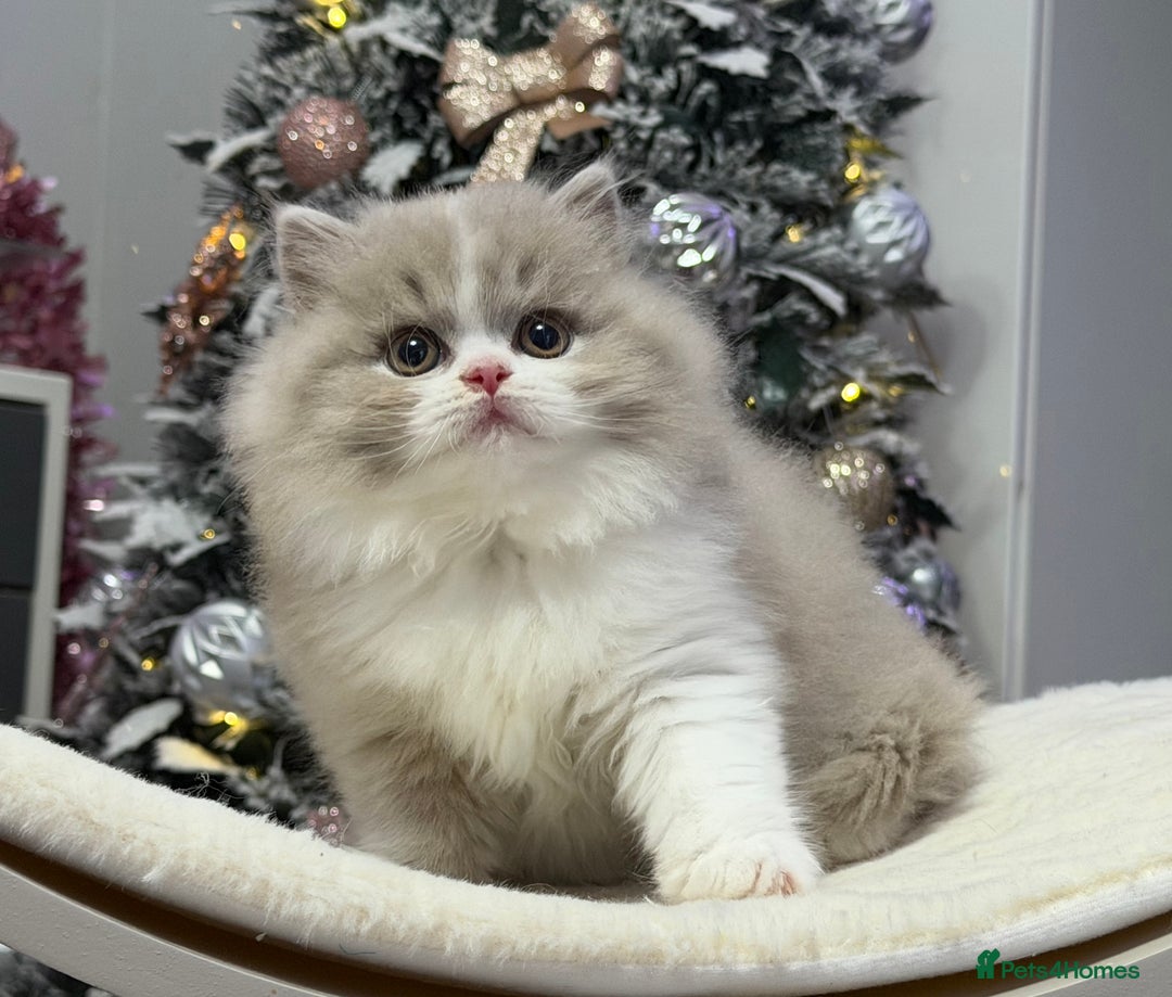 British Shorthair cats for sale: Gorgeous British Kittens - Advert 2
