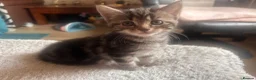 Mixed Breed cats for sale: Mixed bengal - Advert 18