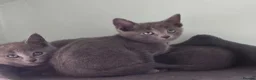 Russian Blue cats for sale: Beautiful full Russian Blue Kittens  - Advert 6