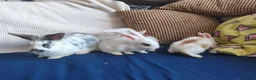 Mixed Breed rabbits for sale: CUTE FRIENDLY BUNNIES READY FOR FOREVER HOMES - Advert 3