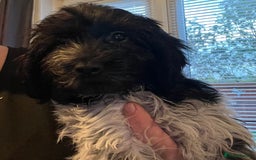 Cockapoo dogs for sale: F1b beautiful girl  - Image 25