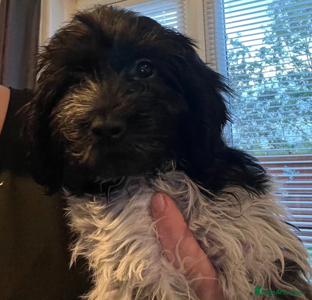 Cockapoo dogs for sale: F1b beautiful girl  - Image 25