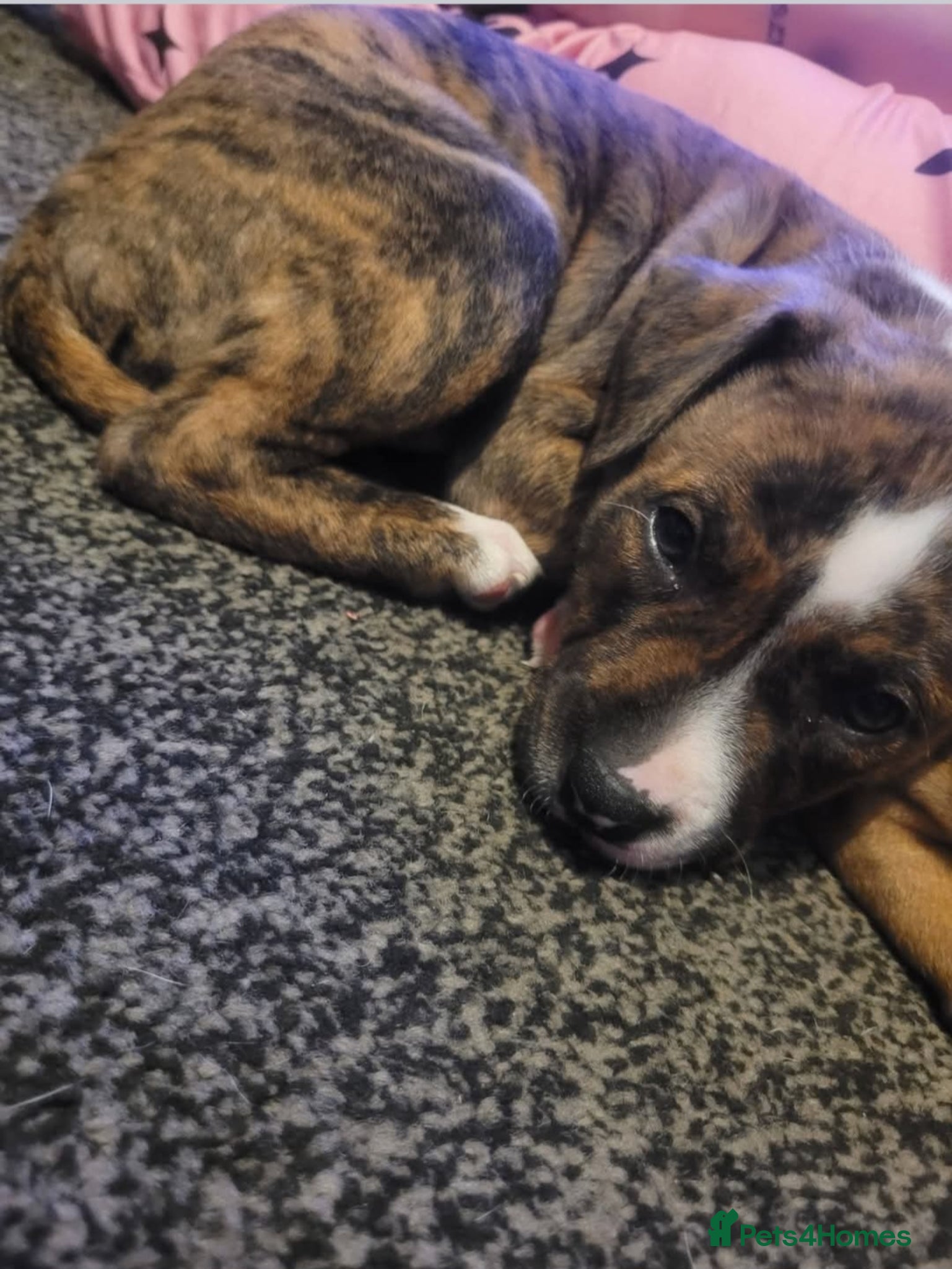 Mixed Breed dogs American bull staffy pups - Advert 15