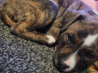 Mixed Breed dogs American bull staffy pups - Advert 15
