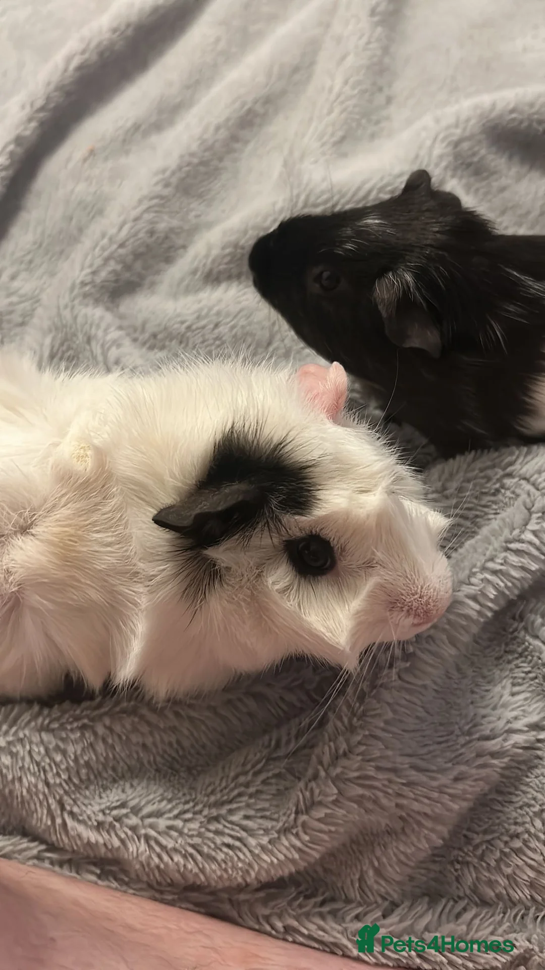 Guinea Pig rodents for sale: Milo and Max looking for a new home in Dartford - Advert 4