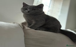 British Shorthair cats for sale: Champion Bloodline British Shorthair & Longhair - Image 2
